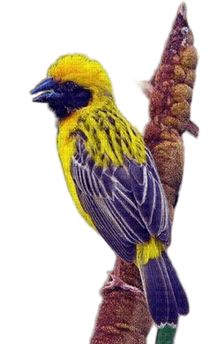 oiseau asie - darmowe png