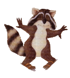 racoon - Безплатен анимиран GIF
