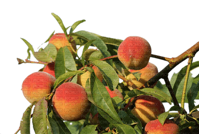 peach, peaches, persikat, persikka - PNG gratuit