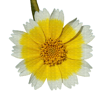 daisy flower animated - Nemokamas animacinis gif