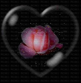 ruža - Darmowy animowany GIF