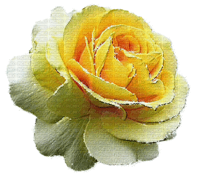 žuta ruža - Besplatni animirani GIF