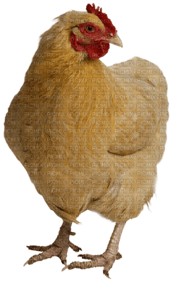 Chicken - zdarma png