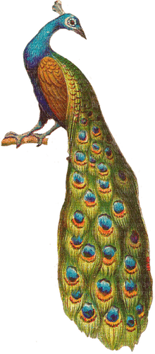 peacock - nemokama png