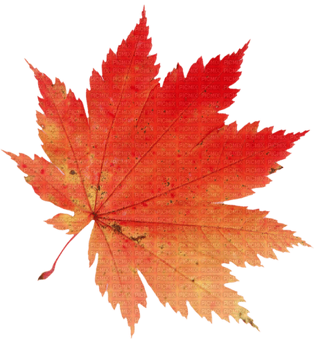 leaves blatt fall autumn feuille leaf - ücretsiz png