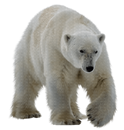Björn-djur----bear--animal - bezmaksas png