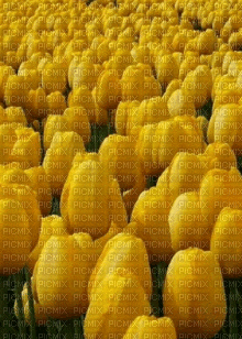 Tulipany - GIF animado grátis