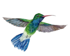 Hummingbird 04 - Free PNG