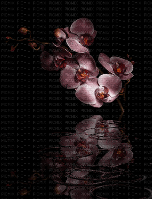 orchid-flower-animated- 450 × 587 - GIF animé gratuit