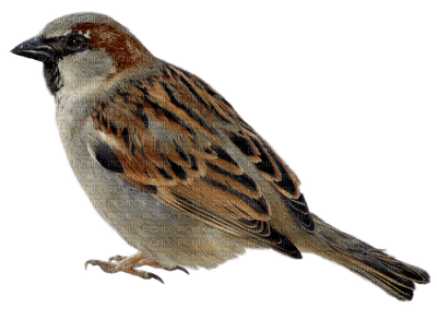Kaz_Creations Birds Bird - PNG gratuit