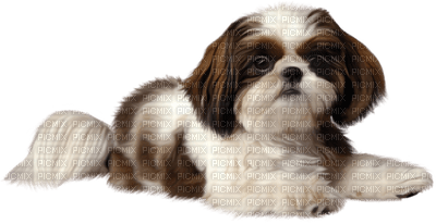 minou-dog-hund - PNG gratuit