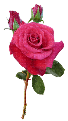 ruusu, rose - png ฟรี
