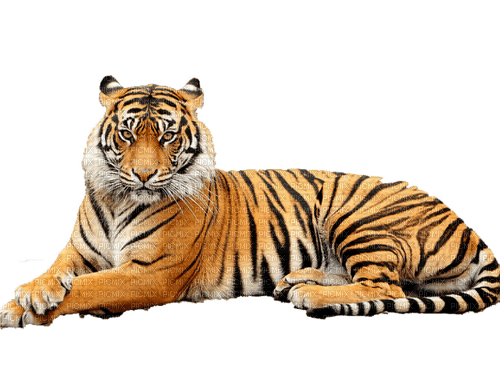 Tiger - бесплатно png