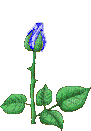 Opening Blue Rose - Bezmaksas animēts GIF