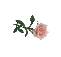 Trandafir 4 - GIF animasi gratis