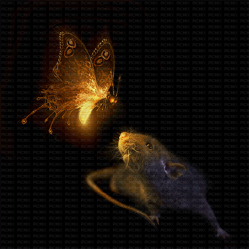 Maus, Schmetterling - Zdarma animovaný GIF