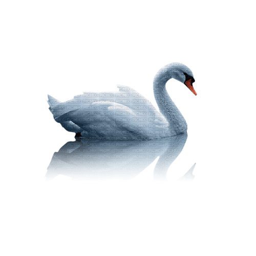 Zizi_Diamond Swan - ilmainen png