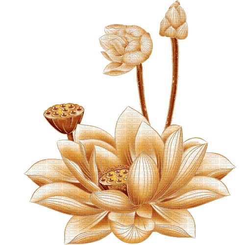 nbl-lotus - PNG gratuit