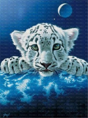 bébé tigre blanc - ücretsiz png
