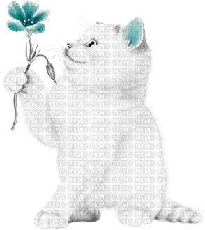 soave cat animals deco flowers white black teal - 免费PNG