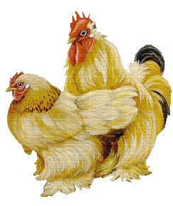 poule - Бесплатный анимированный гифка