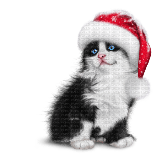 Gato con gorro de  santa claus - PNG gratuit