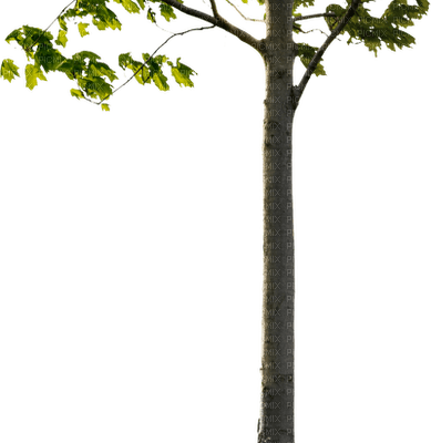 albero - ingyenes png