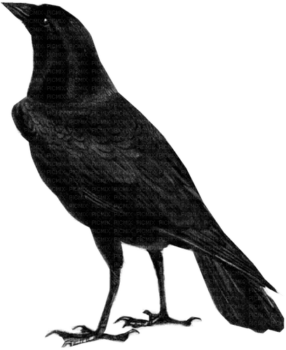 corbeau - Free PNG