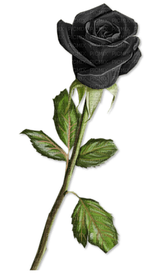 rose noir.Cheyenne63 - png ฟรี