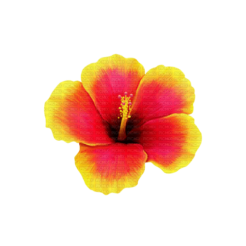 Tropical.Flower.Yellow.Pink - bezmaksas png