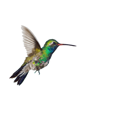 hummingbird - бесплатно png