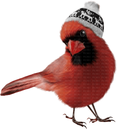 Oiseaux Rouge:) - png ฟรี