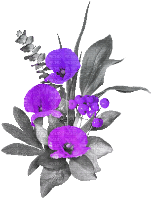 soave deco flowers branch animated poppy black - Gratis animeret GIF