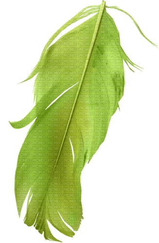 Feder grün green - ücretsiz png