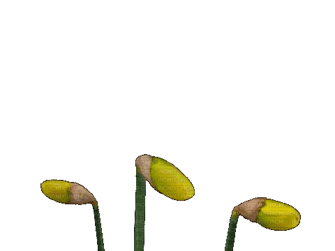 Yellow flowers - GIF animado gratis