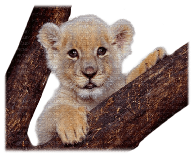 Lions.S - PNG gratuit