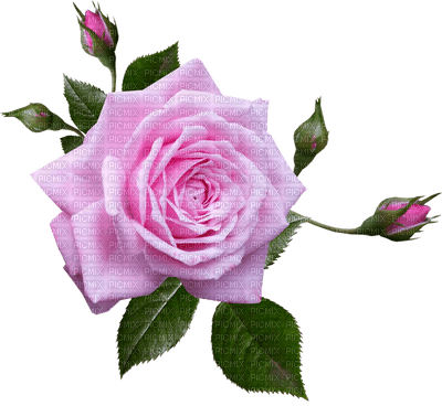 Trandafir 32 - besplatni png