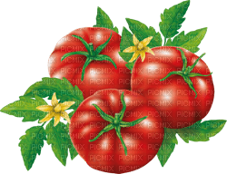fresh tomatoes Bb2 - ingyenes png