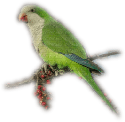 Oiseau ** - Free PNG