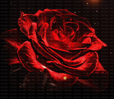 ruža - 免费动画 GIF