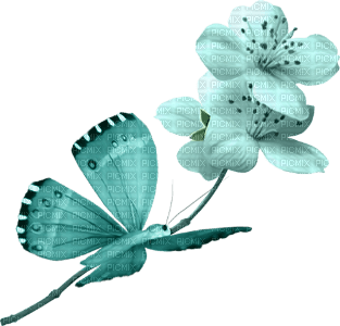 turkos-butterfly and flower--fjäril-blomma-turkos-minou52 - darmowe png