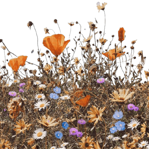 field with flowers spring - gratis png