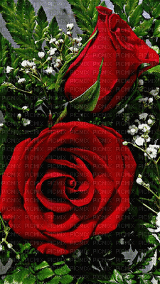rose - GIF animado gratis