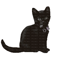 CAT - Nemokamas animacinis gif