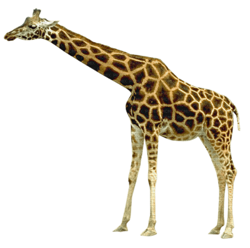 girafe - фрее пнг