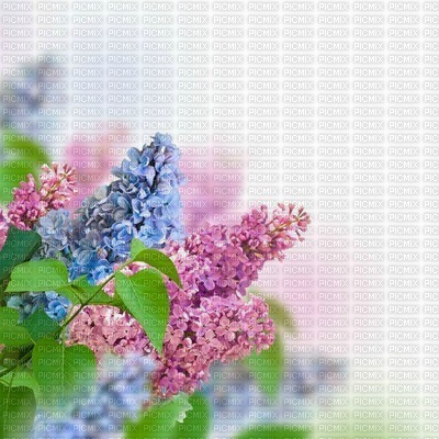 Kaz_Creations Backgrounds Background Flowers - png gratis
