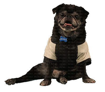 Dog with Shirt - Bezmaksas animēts GIF