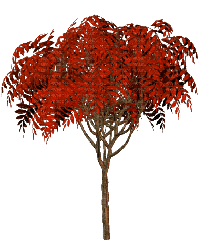 Àrbol de otoño - ücretsiz png