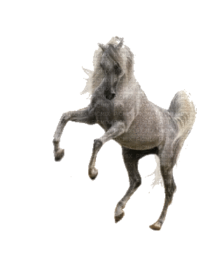 cheval - Besplatni animirani GIF