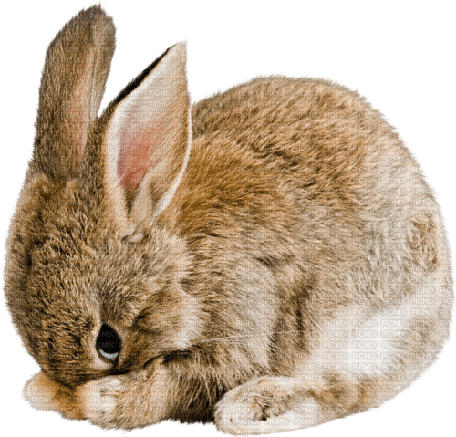 gala animals rabbit - Free PNG